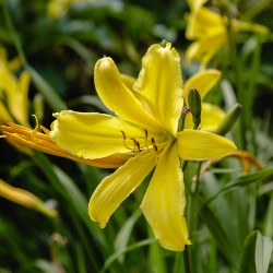 Hyperion Daylily Clump