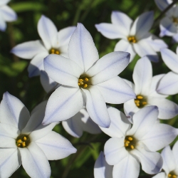 Ipheion