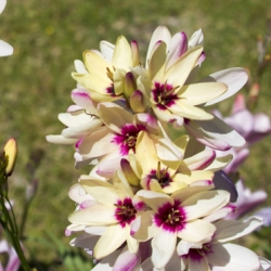 Ixia (Corn Lilies)