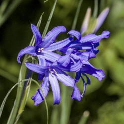 Ixiolirion Tataricum