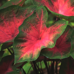 John Peed Fancy Leaf Caladium