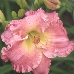 Jolyene Nichole Daylily