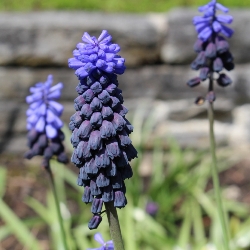 Shutterstock_Latifolium Muscari Latifolium