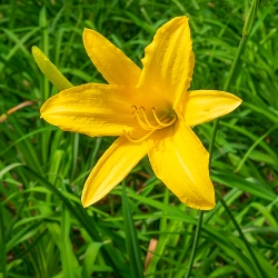 Lemon Yellow Daylily