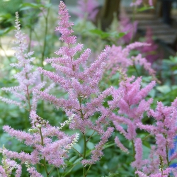 Astilbes