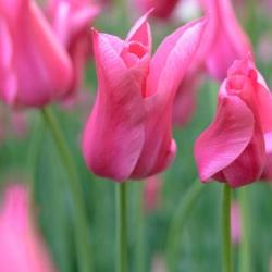 Shutterstock_Lily_Flowering_Mariette Mariette Tulip