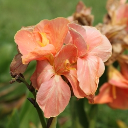 Shutterstock_Madame_Butterfly Madame Butterfly Dwarf Canna