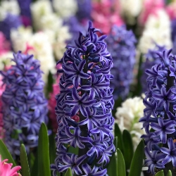 Shutterstock_Marie Marie Hyacinth