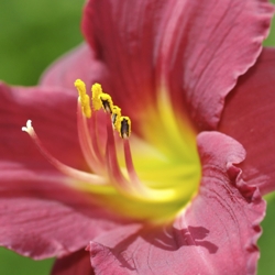 Mary Reed Daylily