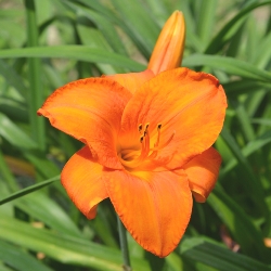 Mauna Loa Daylily Clumps