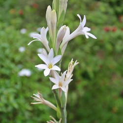 Polianthes Mexican Single