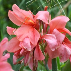 Miss Oklahoma Giant Canna