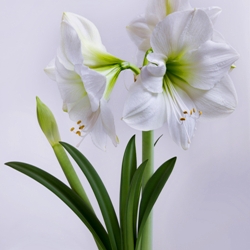Mont Blanc Amaryllis