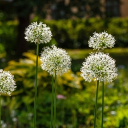 Mt. Everest Allium