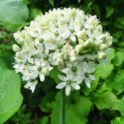 Multibulbosum (Nigrum)  Allium