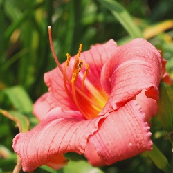 My Melinda Daylily Clumps