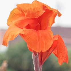 Orange Beauty Giant Canna