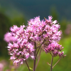Ostrowskianum (Oreophilum ) Allium