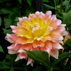 Peaches & Cream Dahlia