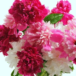 Peonies by the Bushel