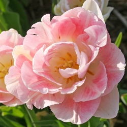 Shutterstock_Peony_Flowering_Angelique Angelique Tulip
