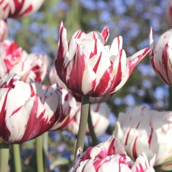 Carnaval De Nice Tulip