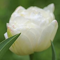 Mount Tacoma Tulip