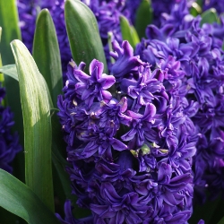 Peter Stuyvesant Hyacinth