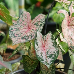 Pink Beauty Fancy Leaf Caladium