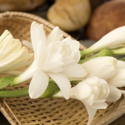 Polianthes (Tuberose)