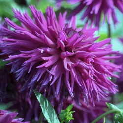 Purple Taiheijo Dahlia