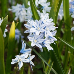 Puschkinia Libanotica