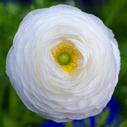 Ranunculus (Fall)