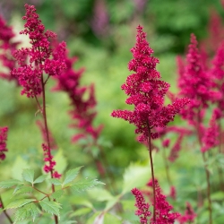 Gladiolus Collection