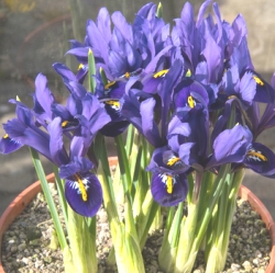 Iris Reticulata