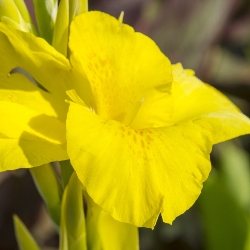 Shutterstock_Richard_Wallace Richard Wallace Giant Canna