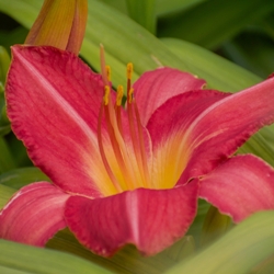 Rose Red Ruffles Daylily