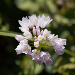 Roseum Allium