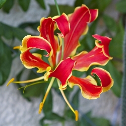 Gloriosa Rothschildiana