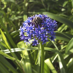 Shutterstock_Scilla_Peruviana Scilla Peruviana