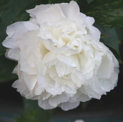 Shirley Temple Peony