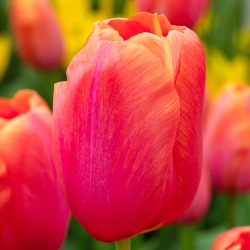 Avignon Tulip
