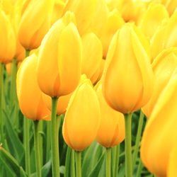 Shutterstock_Single_Late_Big_Smile Big Smile Tulip