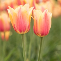 Shutterstock_Single_Late_Blushing_Beauty Blushing Beauty Tulip