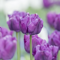 Shutterstock_Single_Late_Cum_Laude Cum Laude Tulip