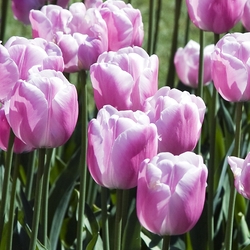 Shutterstock_Single_Late_Esther Esther Tulip