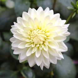 Snow Cap Dahlia