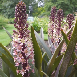 Eucomis Sparkling Burgundy