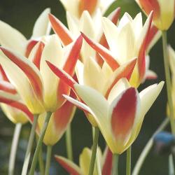 Shutterstock_Species_Cynthia Cynthia Clusiana Tulip