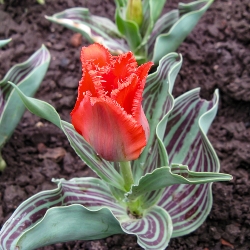 Shutterstock_Species_Red_Riding_Hood Red Riding Hood Tulip